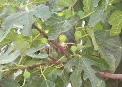 Ficus carica / Füge - Fügefa